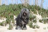 PETIT CHIEN LION 023